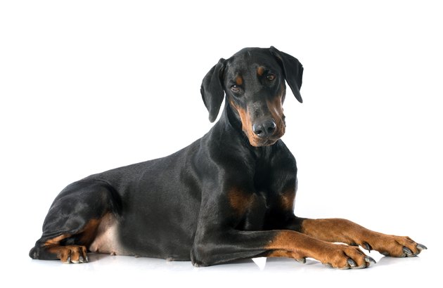 doberman pinscher