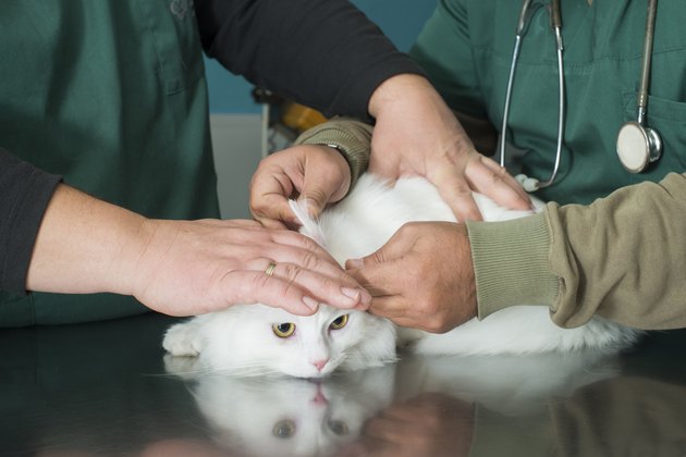 Cat in a veterinary