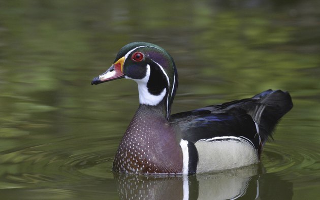 Male Wood Duck