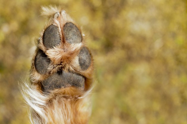 Dog paw