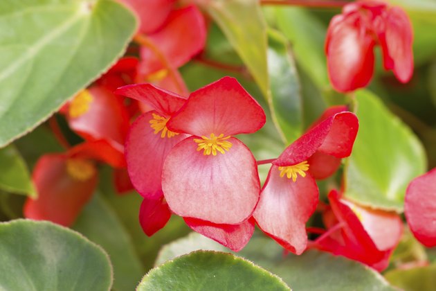 Red Tuberous begonia.