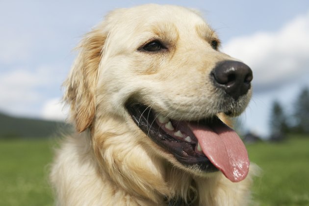 Close-up of golden retriever panting