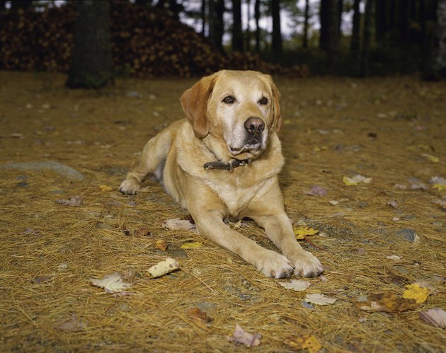 Yellow Labrador Retriever