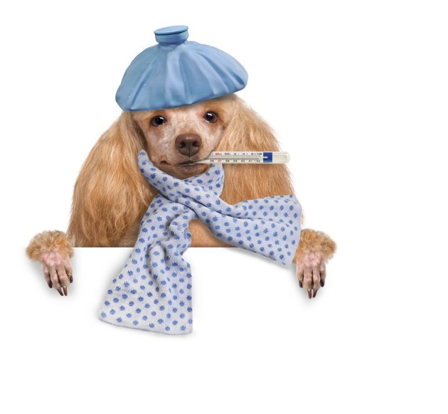 Sick dog
