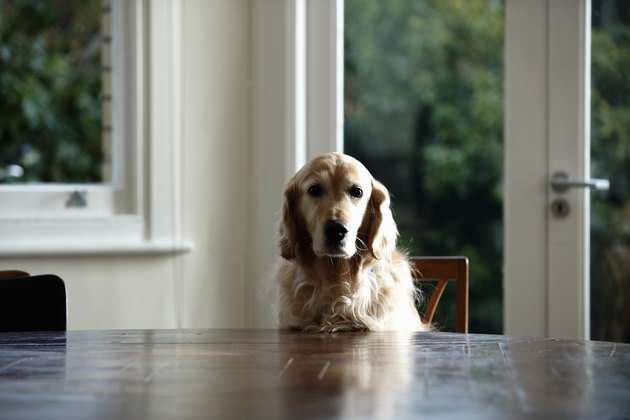 Golden retriever dog sitting at dinning table, looking away