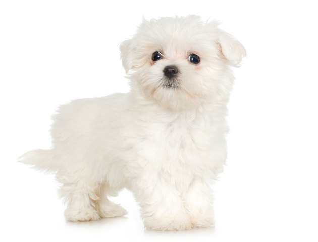 Studio portrait of Maltese puppy