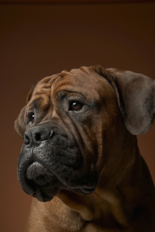 Dog looking away