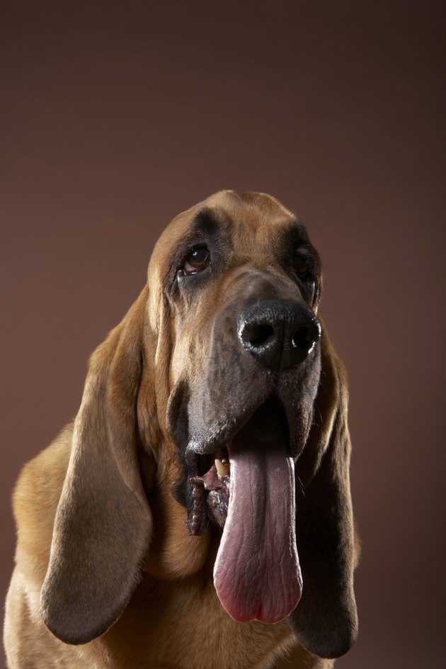 Dog with tongue hanging out