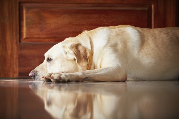 Dog at home