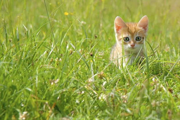 orange kitten