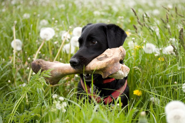Dog with a big bone