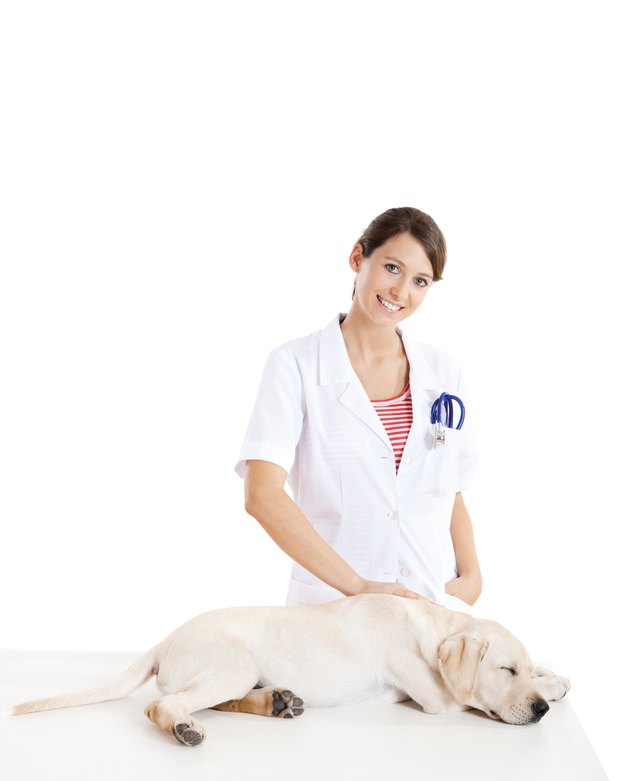 Veterinay taking care of a dog