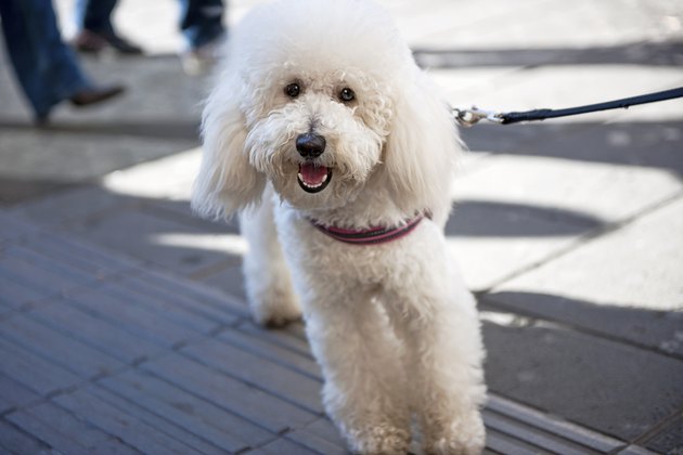 Happy Dog
