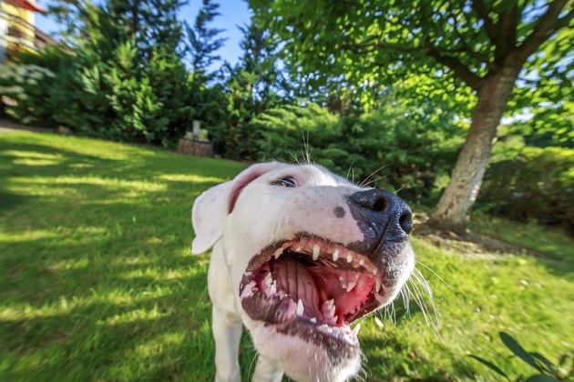 Aggressive dog