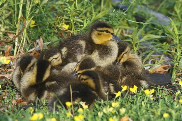 Baby ducks
