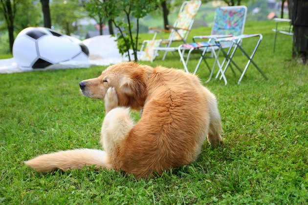 Scratching dog