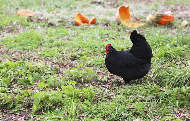 Free range chicken in yard with pumpkins