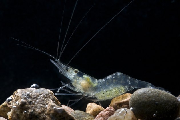 Pregnant Glass Shrimp