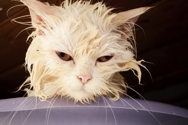 Wet kitten