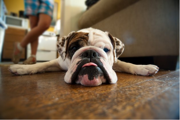 Stubborn English Bulldog