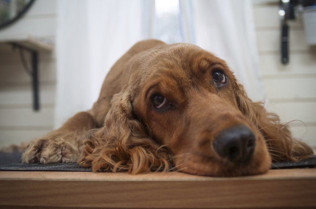 Cocker spaniel,Dog grooming