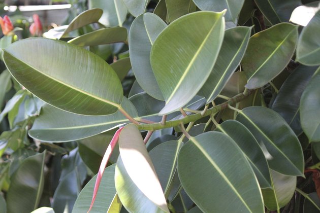 Rubber Plant