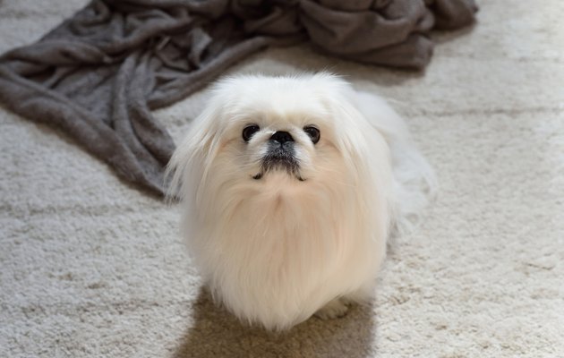 pekingese