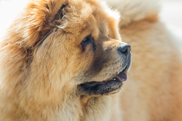 Red Chines chow-chow dog close up portrait