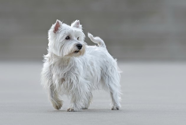 Beautiful female west highland terrier