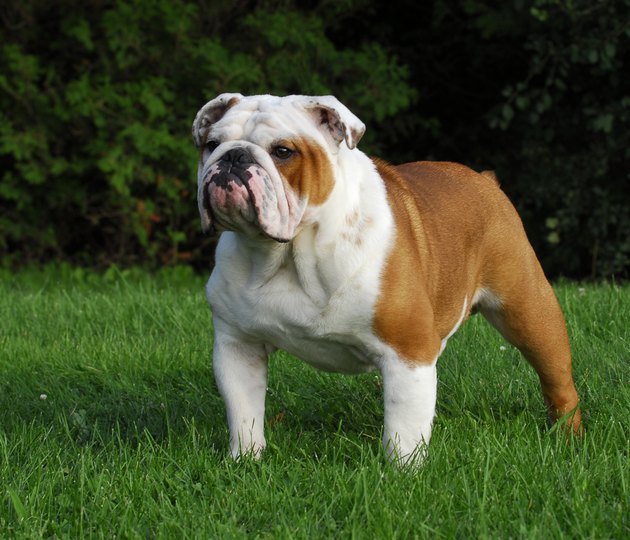 beautiful dog