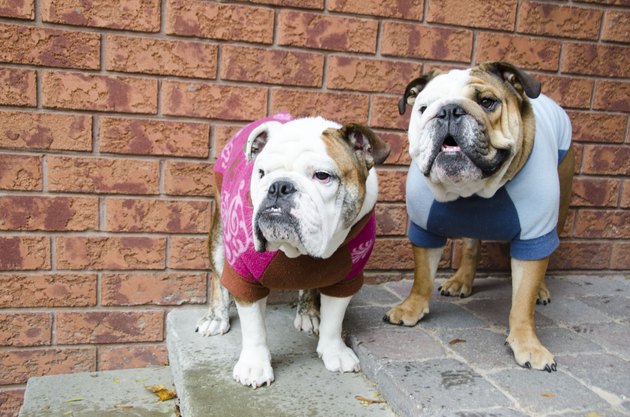 Bulldog Pair