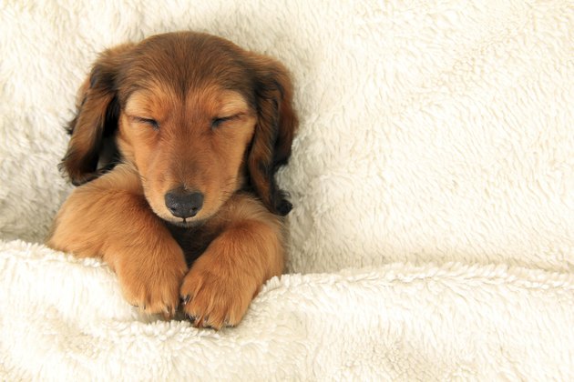 Dachshund puppy