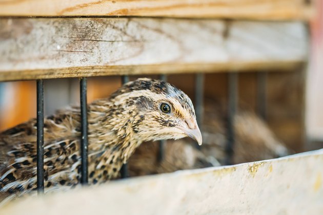 Young Quail