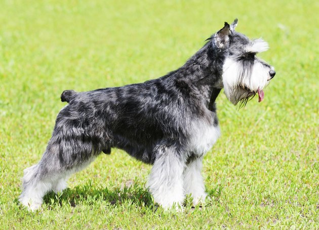 Zwergschnauzer dog