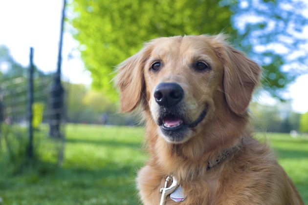 Golden Retriever at a park