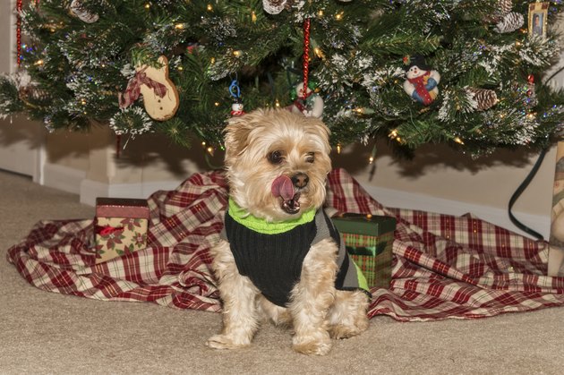 Waiting For Santa