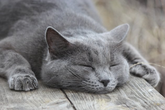 grey cat