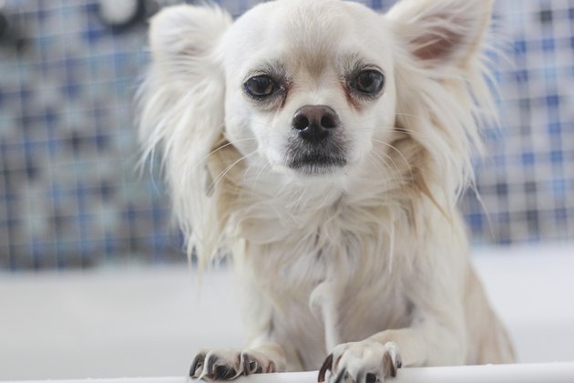 white coated chihuahua standing in the bath