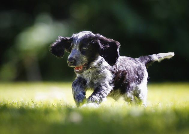 Purebred cocker spaniel