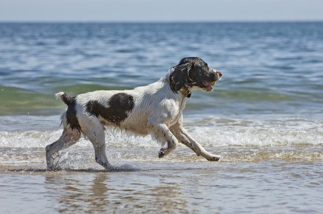 springer
