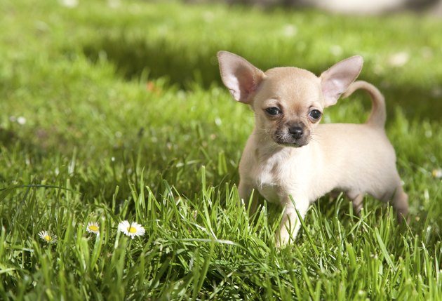 Chiwawa puppy