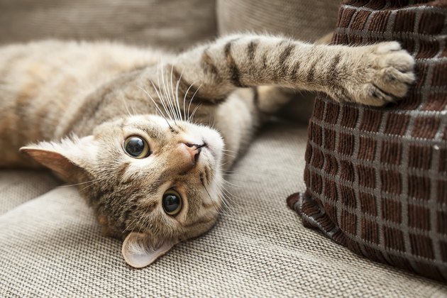 kitty in his chair