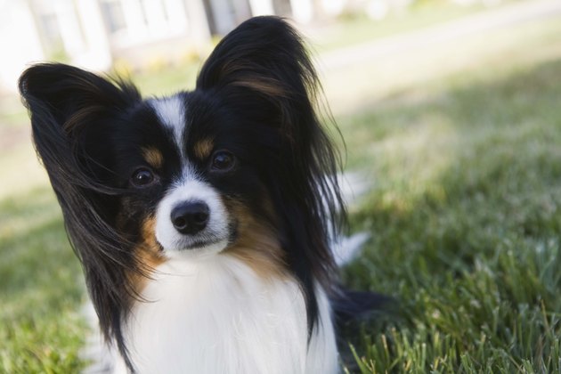 Papillion dog in grass