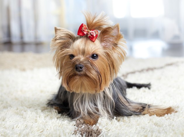 puppy yorkshire terrier indoor