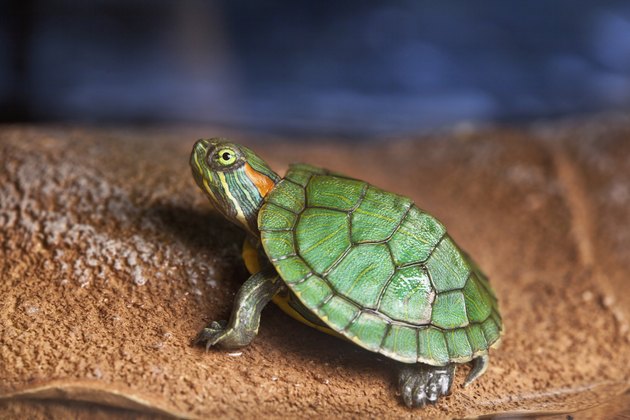 Small turtle