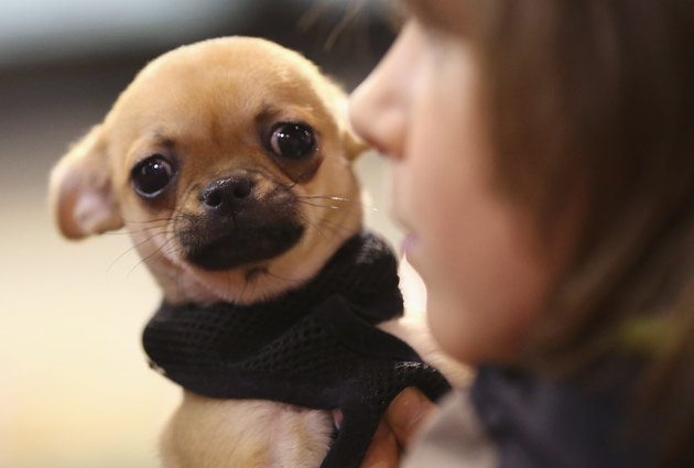 Animal Lovers Converge On Pet Fair