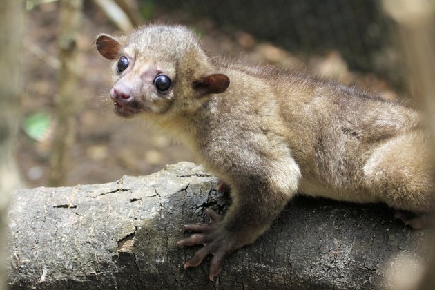 Kinkajou at the Zoo (potos flavus)