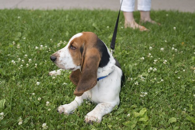 Cute Basset Hound Puppy on Leash