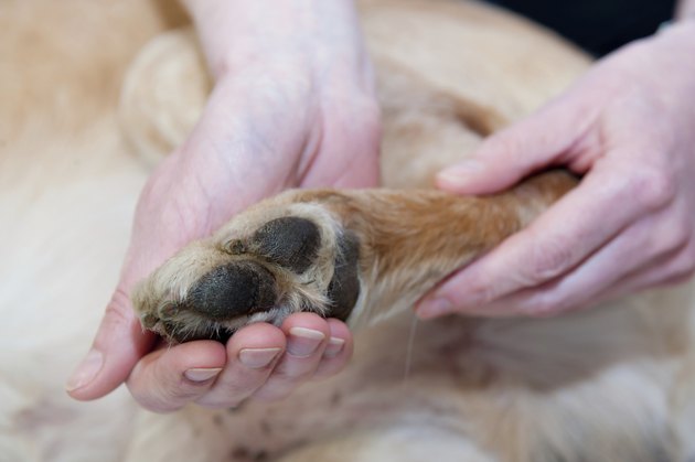 Canine Massage