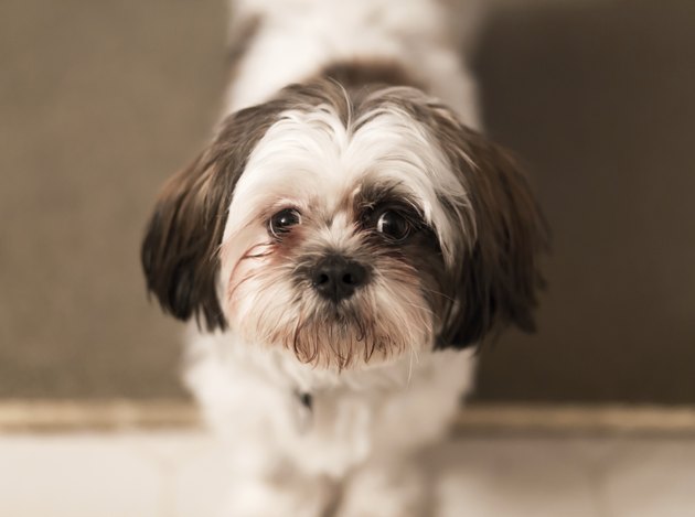 Yorkie Shih Tzu Dog Information | Cuteness